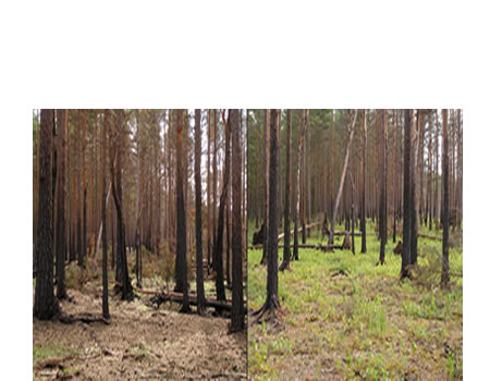 Sucesión después de la perturbación : un bosque boreal un año (izquierda) y dos años (derecha) después de un incendio forestal .